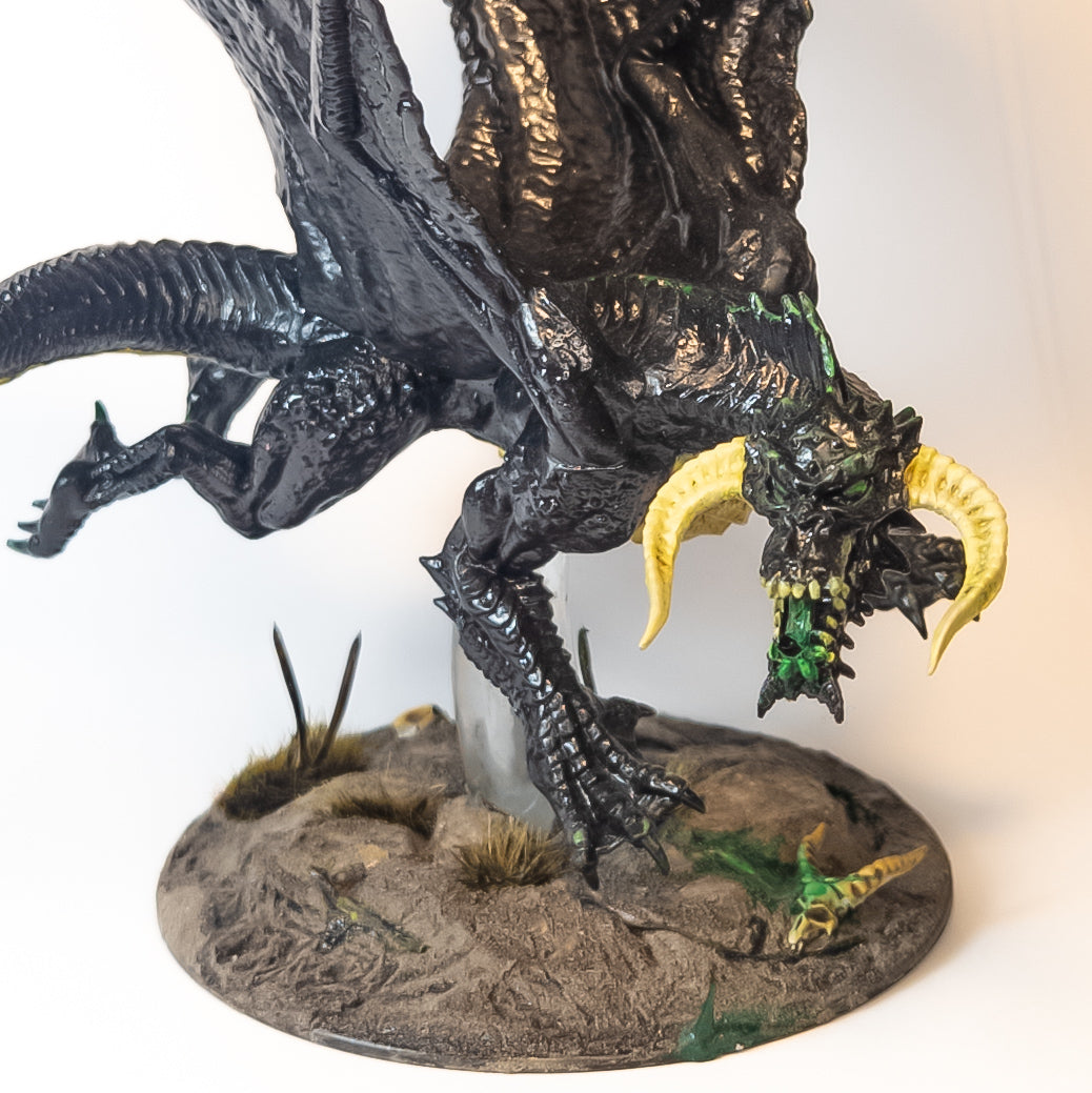 Young Black Dragon